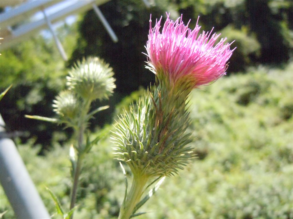 Cirsium vulgare